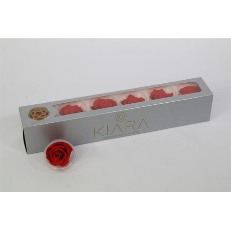 Preserved rosa vibrant red