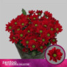 Chrys sp bontempi