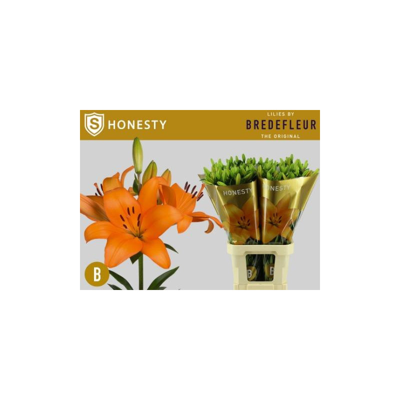 Lilium la honesty supra