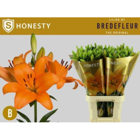 Lilium la honesty supra