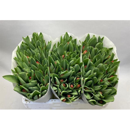 Tulipa si escape