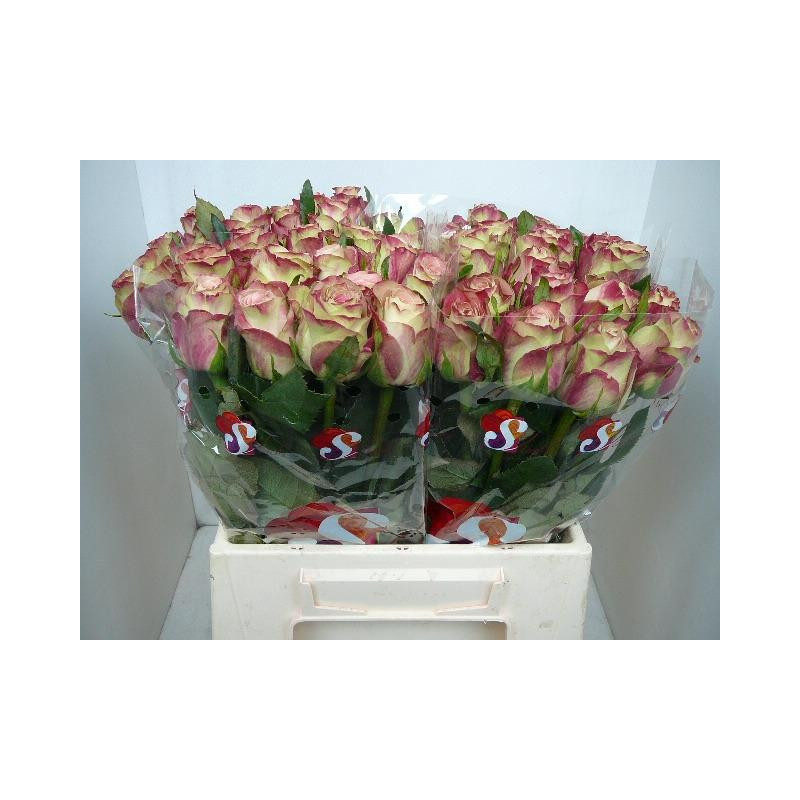 Rosa la upper secret