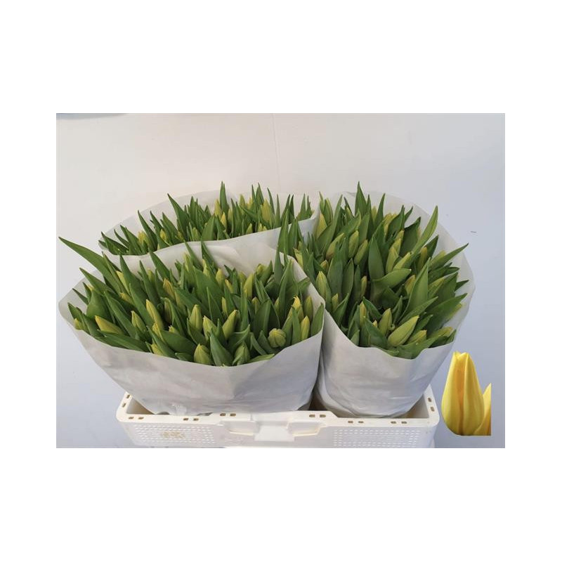 Tulipa si strong gold