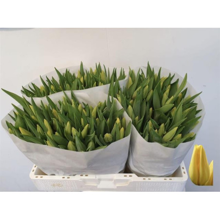 Tulipa si strong gold