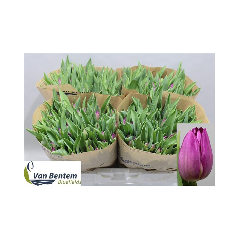 Tulipa si gomera