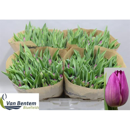 Tulipa si gomera