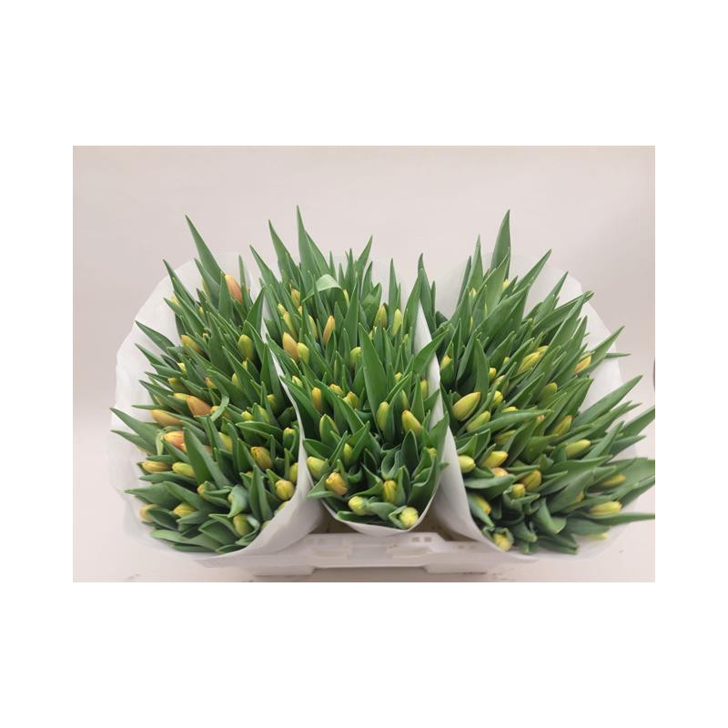 Tulipa si denmark