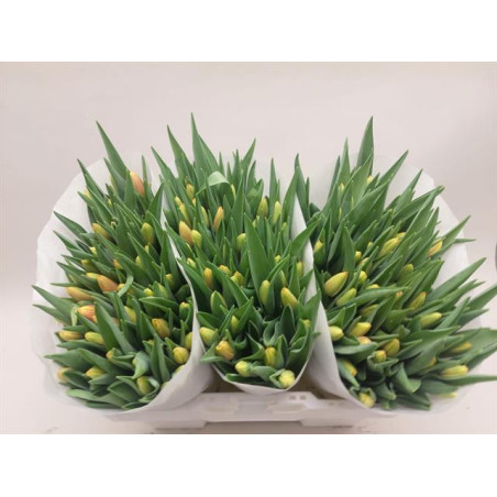 Tulipa si denmark