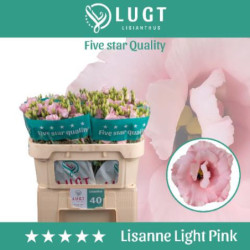Lisianthus do lisanne light pink