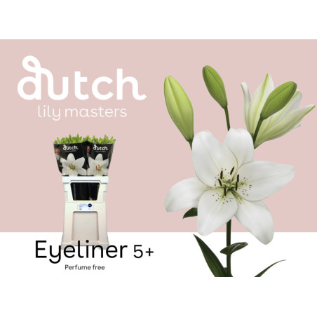 Lilium la eyeliner