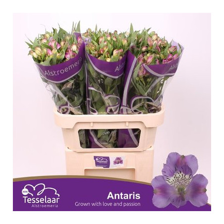 Alstroemeria antaris