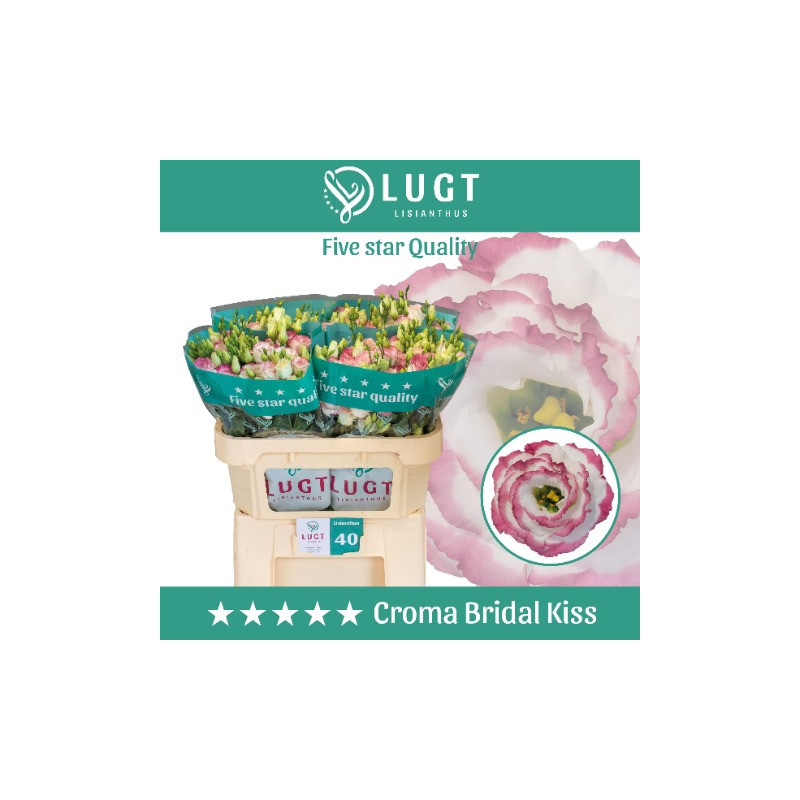 Lisianthus do croma bridal kiss