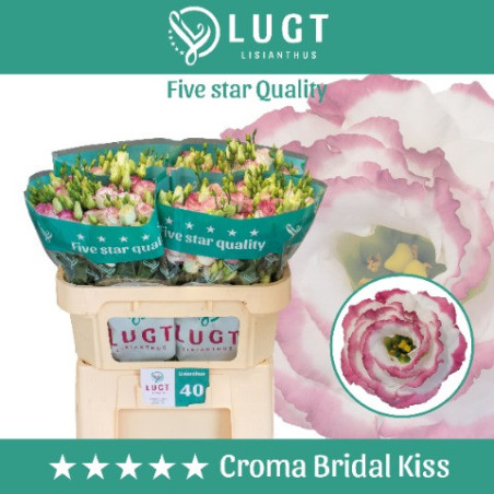 Lisianthus do croma bridal kiss