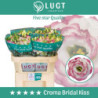 Lisianthus do croma bridal kiss