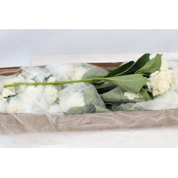 Hydrangea soeur therese