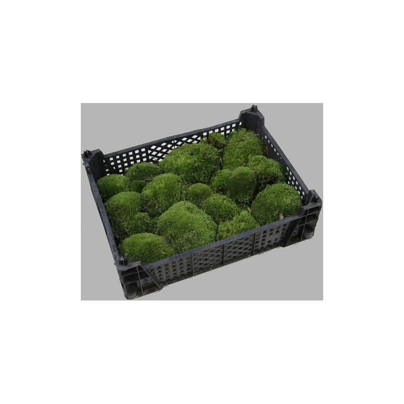 Moss bolbous (Leucobryum)