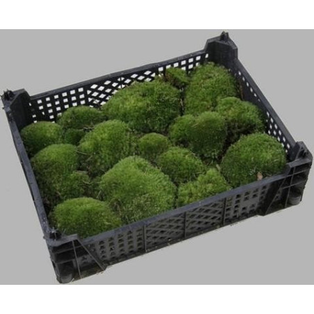 Moss bolbous (Leucobryum)