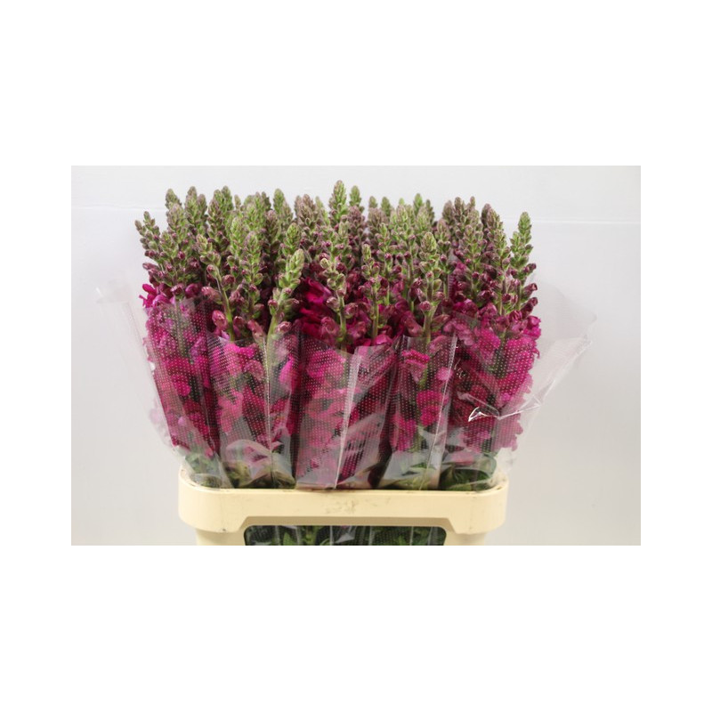 Antirrhinum vinaccia