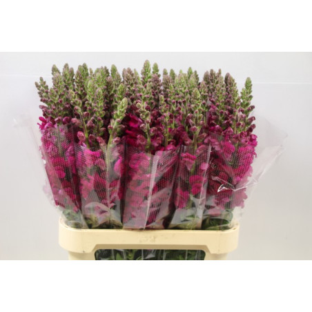 Antirrhinum vinaccia