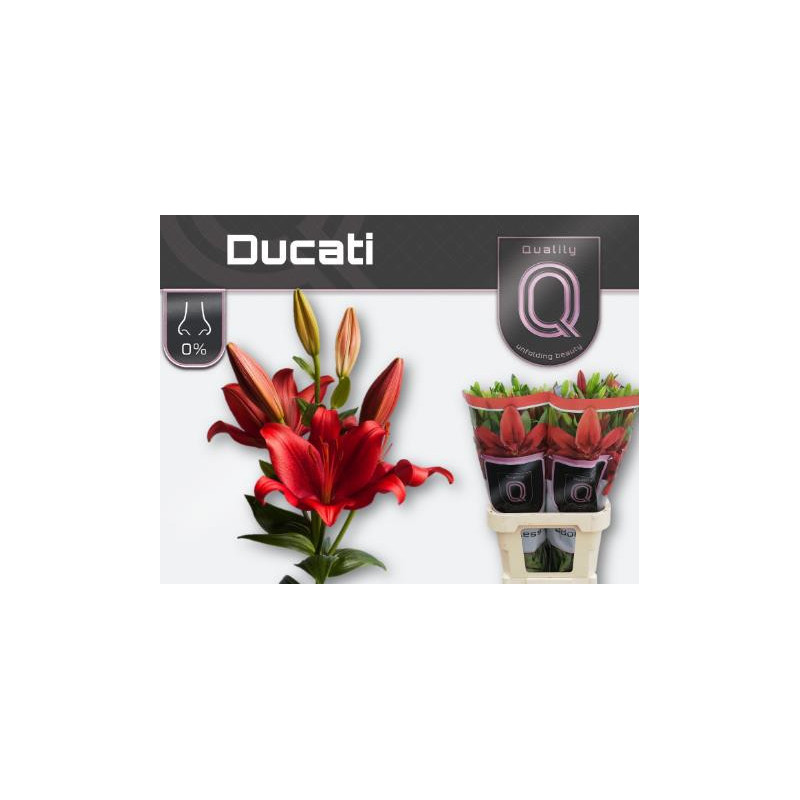 Lilium la ducati