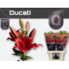 Lilium la ducati