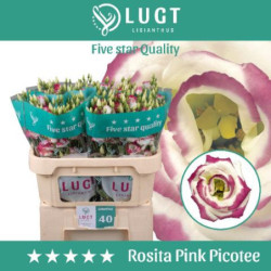 Lisianthus do rosita pink picotee