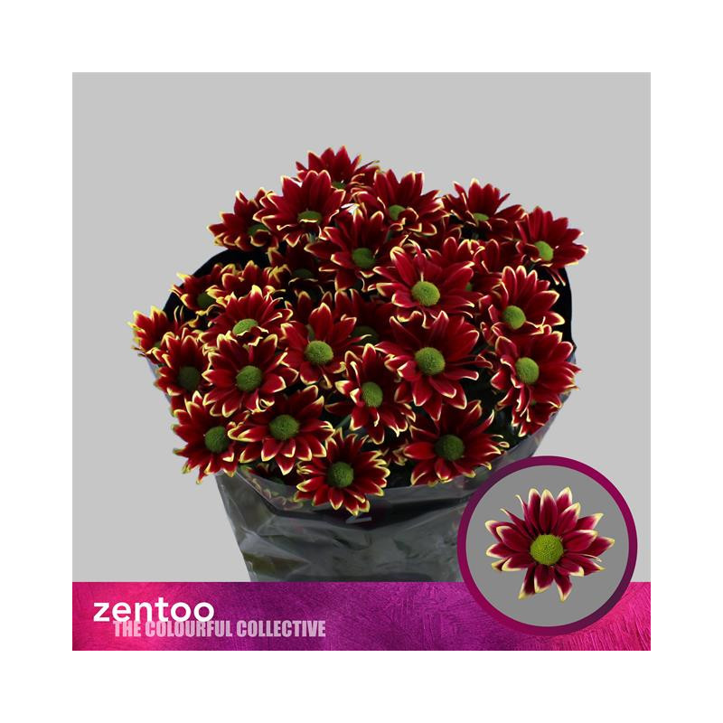 Chrys sp haydar yellow