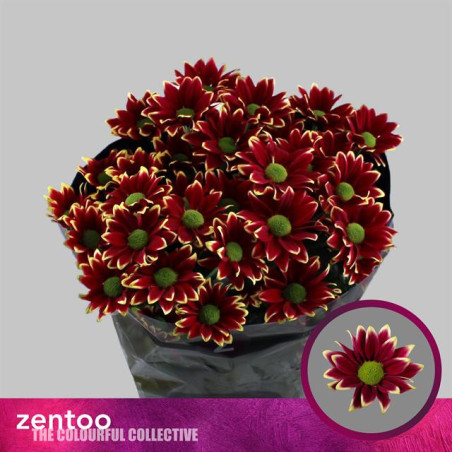 Chrys sp haydar yellow