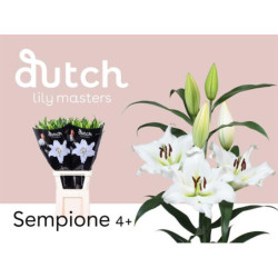 Lilium or sempione