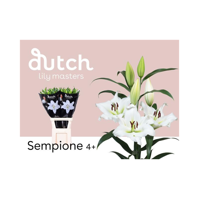 Lilium or sempione