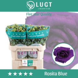 Lisianthus do rosita blue