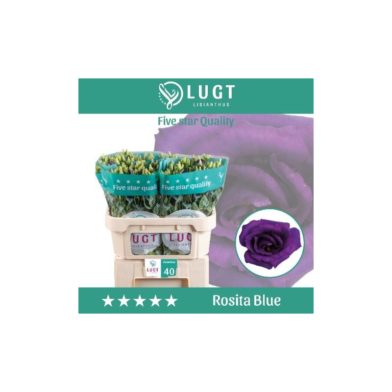 Lisianthus do rosita blue