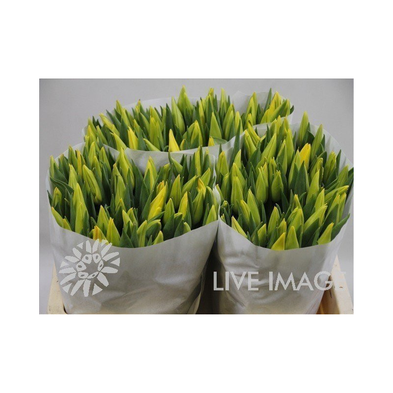 Tulipa si strong gold