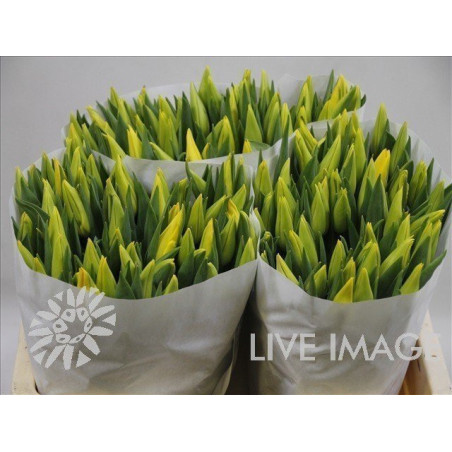 Tulipa si strong gold