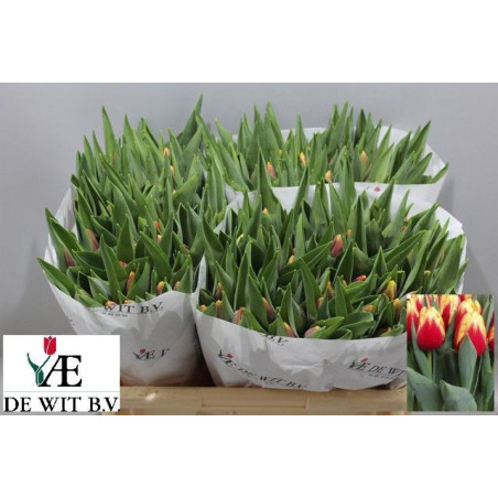 Tulipa si replay