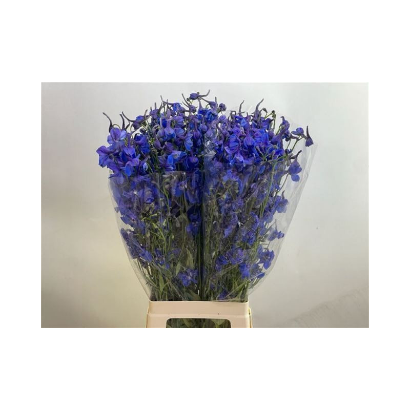 Delphinium si donna