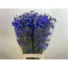 Delphinium si donna