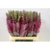 Antirrhinum vinaccia