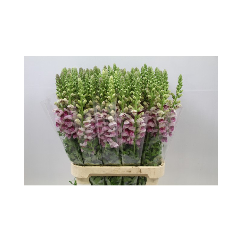 Antirrhinum bicolour scuro