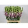 Antirrhinum bicolour scuro