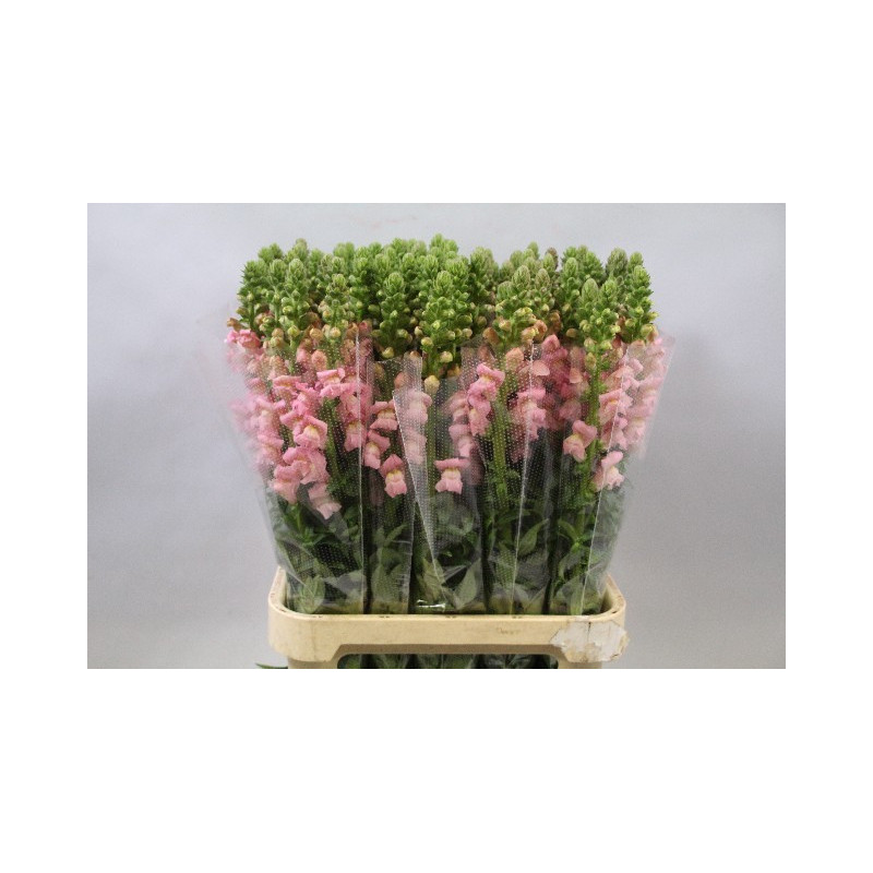 Antirrhinum pink