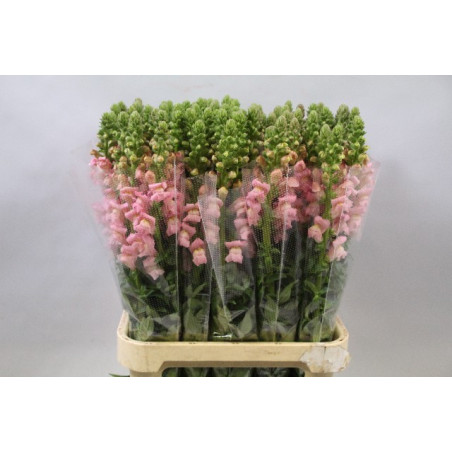 Antirrhinum pink