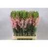 Antirrhinum pink