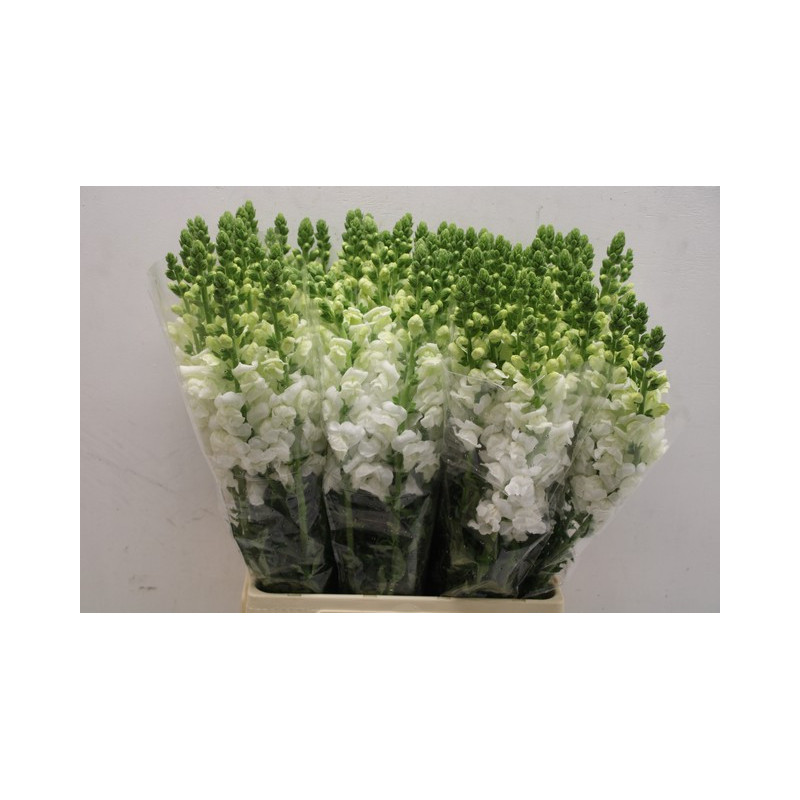 Antirrhinum white