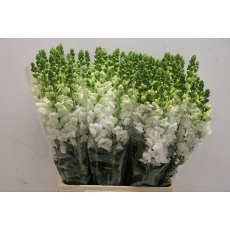 Antirrhinum white