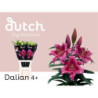 Lilium or dalian
