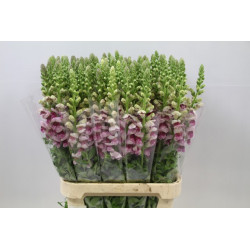 Antirrhinum bicolour scuro