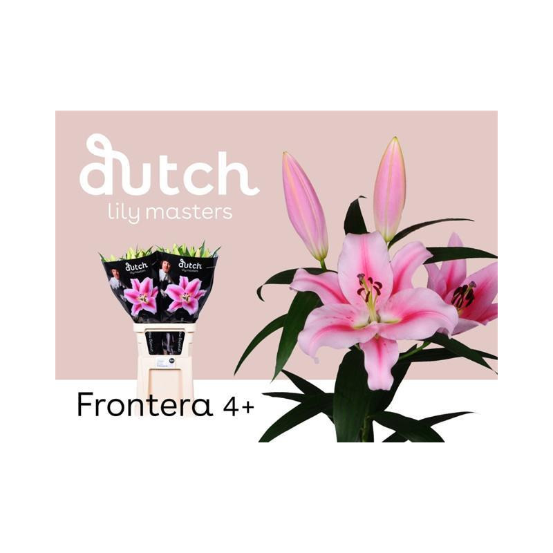 Lilium or frontera