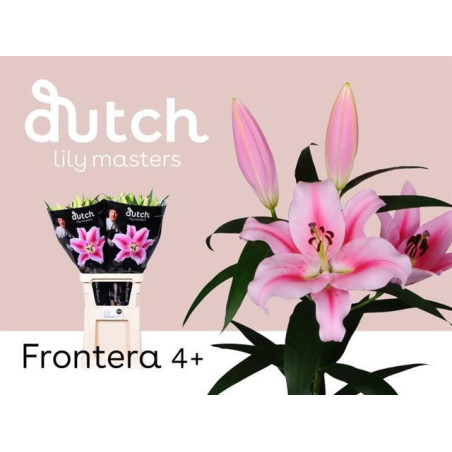 Lilium or frontera