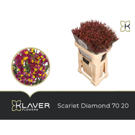Limonium scarlett diamond